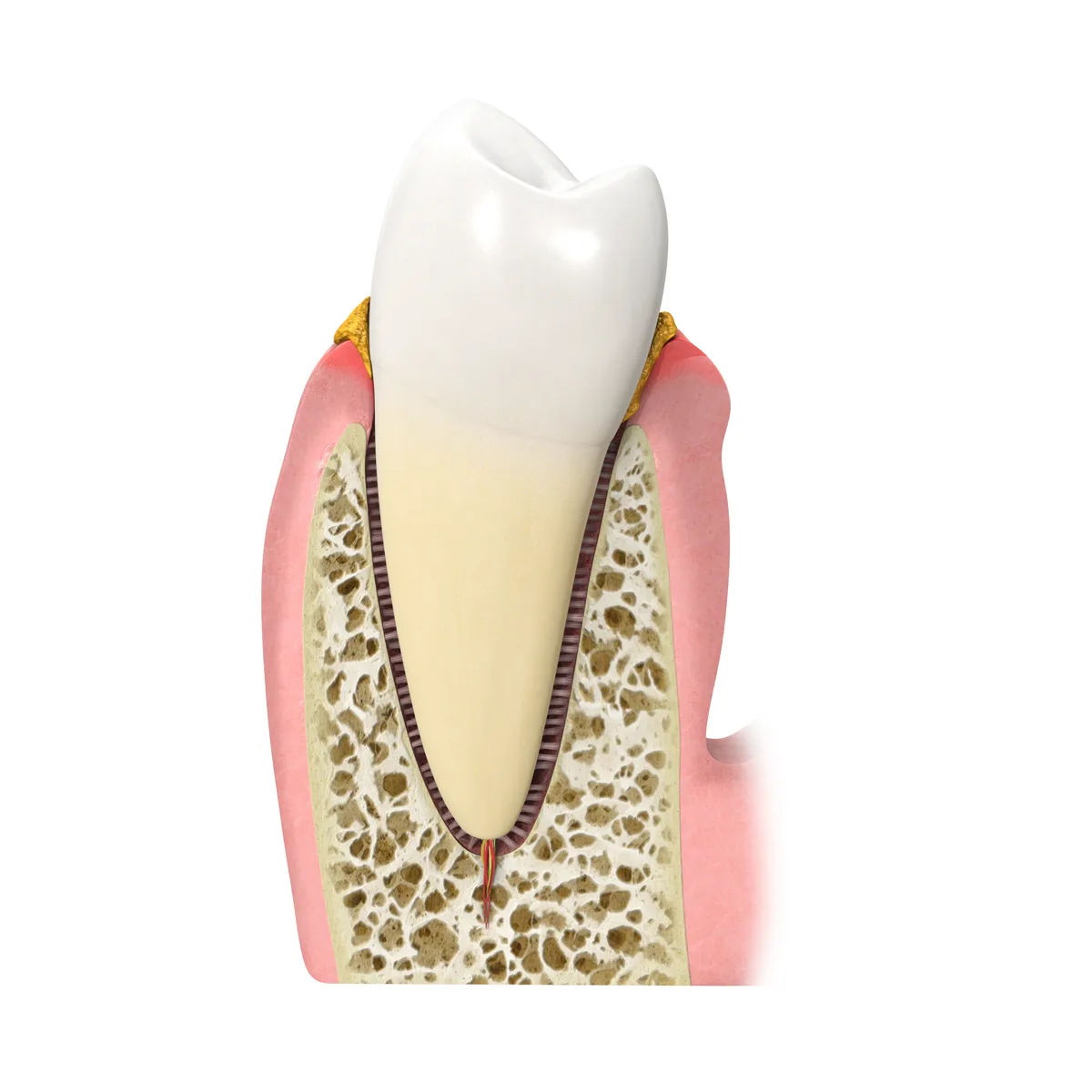 Gengive e parodonto — illustrazione clinica